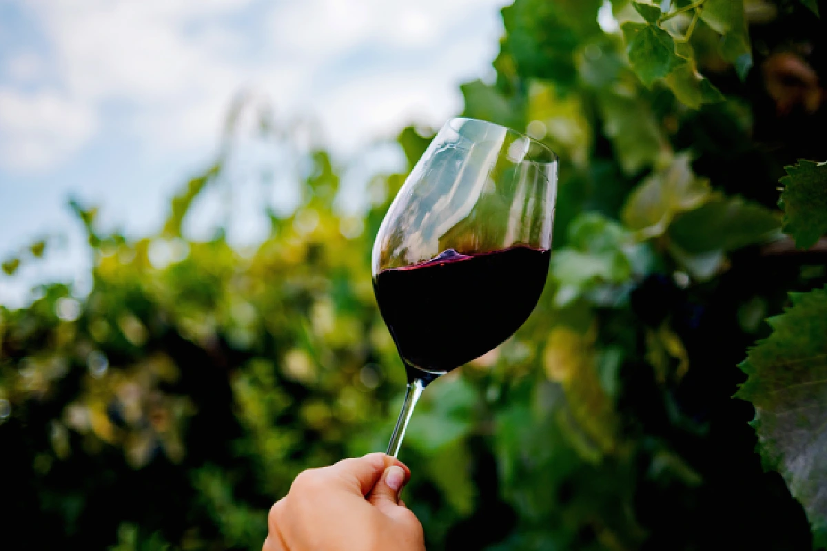 Una mano sostiene una copa de vino tinto al interior de un viñedo