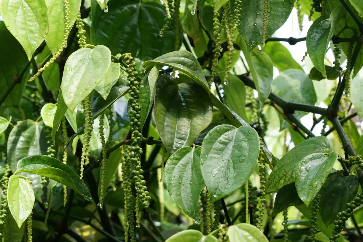 Planta trepadora tropical llamada Piper nigrum de donde se obtiene la pimienta