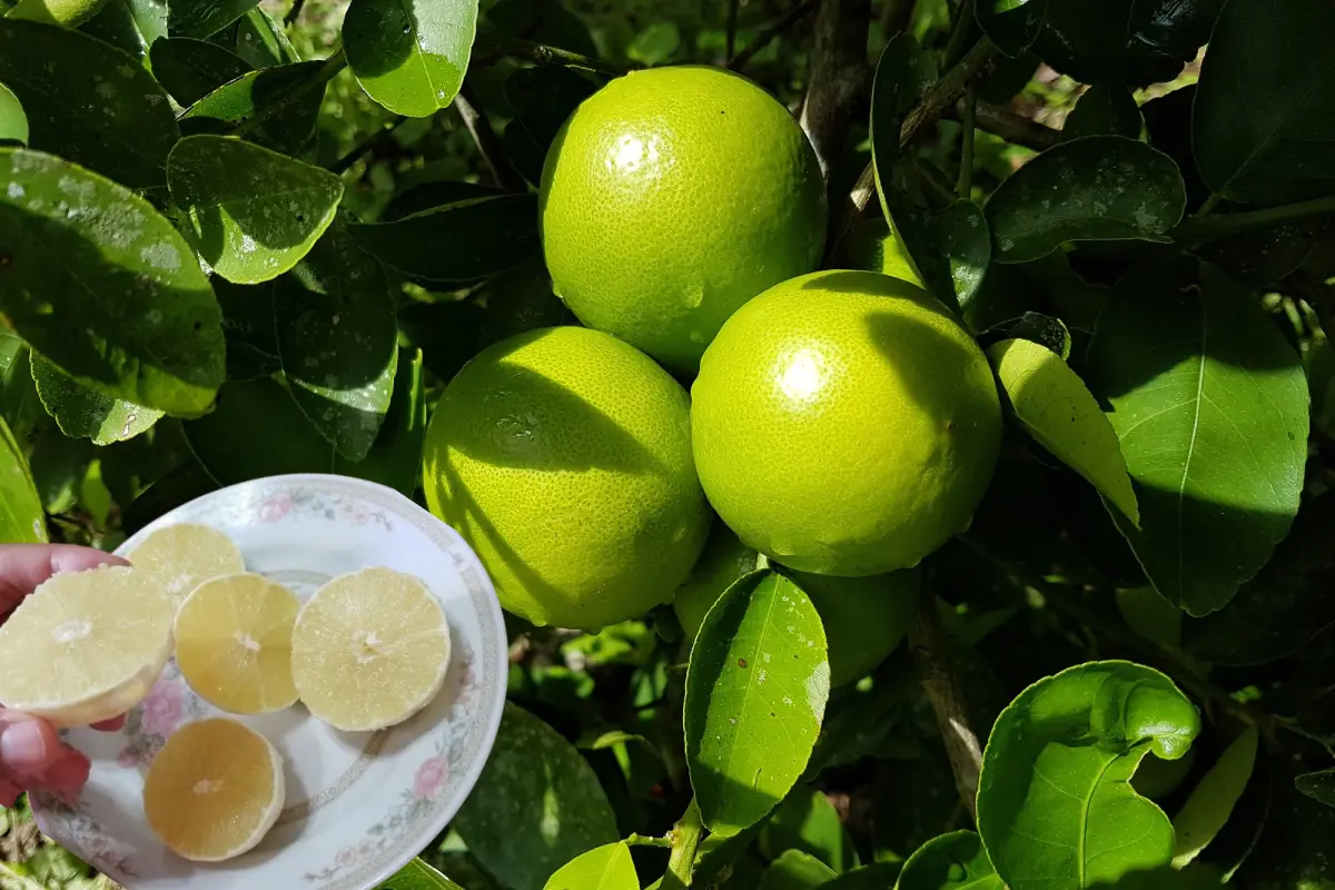 Un árbol de chinalima, una fruta cítrica del estado de Yucatán