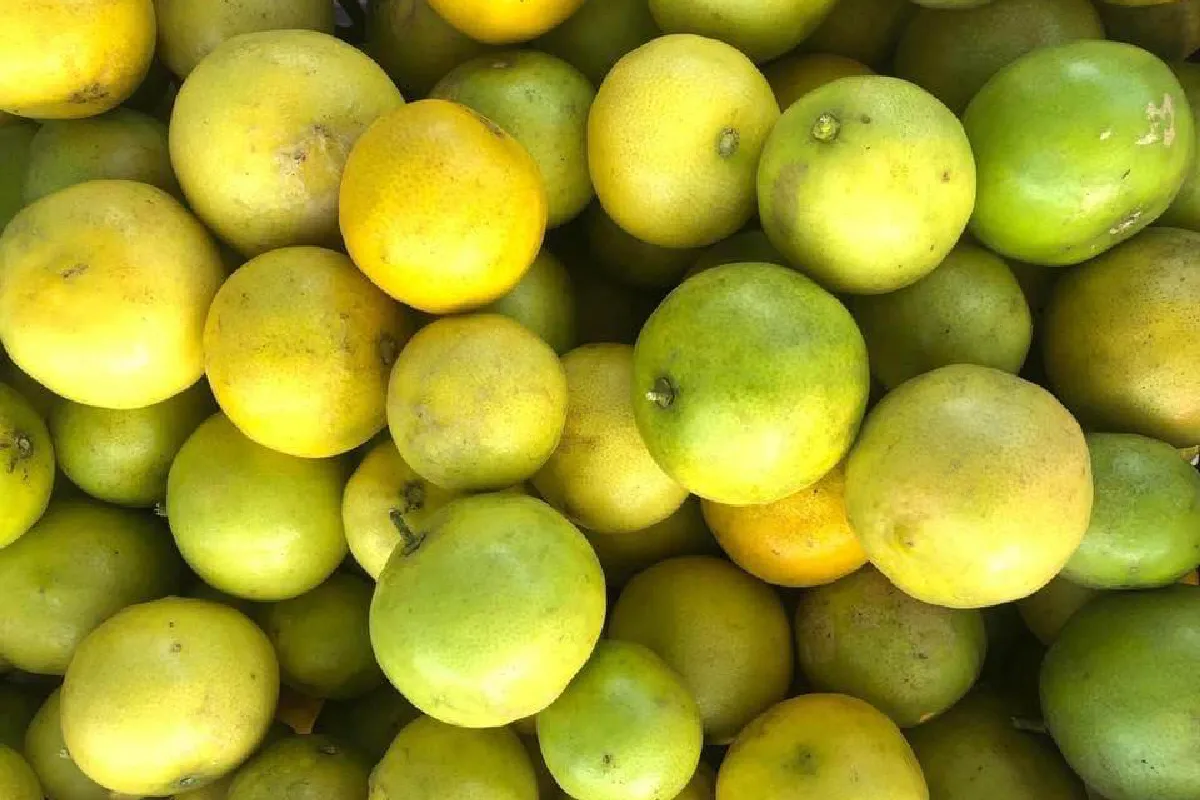 Hay un montón de chinalima, una fruta cítrica conocida en Yucatán de color entre amarillo y verde