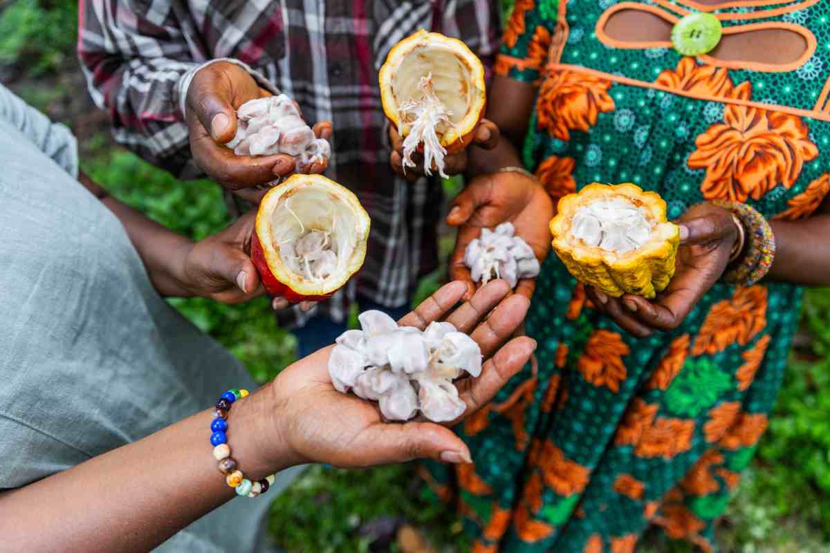 Recolección de granos de cacao.