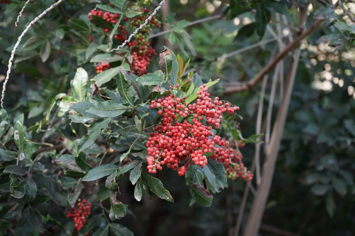 Árbol donde se origina la pimienta roja o rosa.