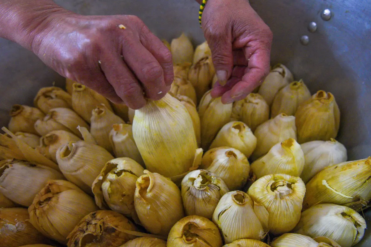 Una mano está tomando un tamal que está al interior de una olla llena de tamales.