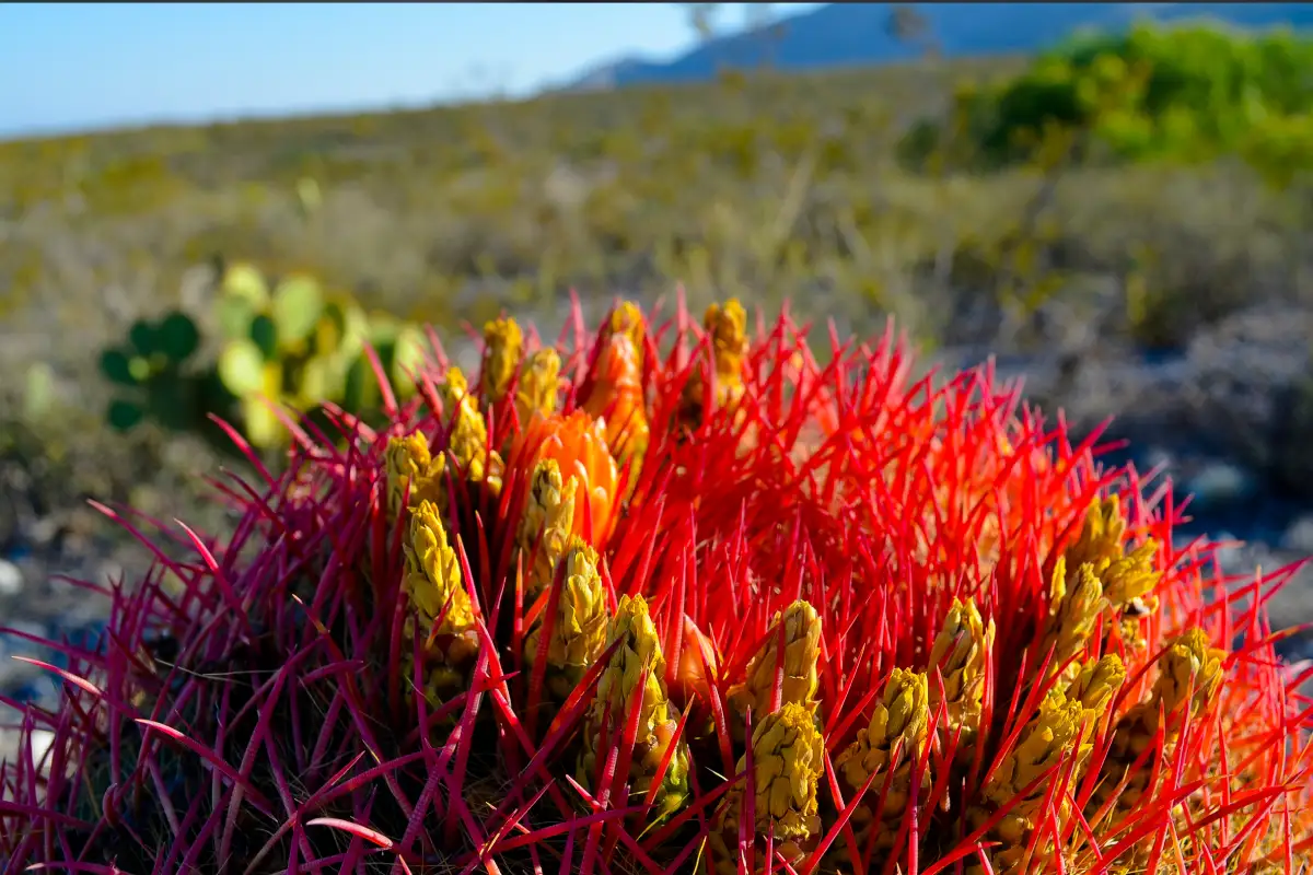 Primer plano de un cactus globo grande, llamado Cabeza Roja, en medio de una fauna emergente después de un día lluvioso en el desierto.