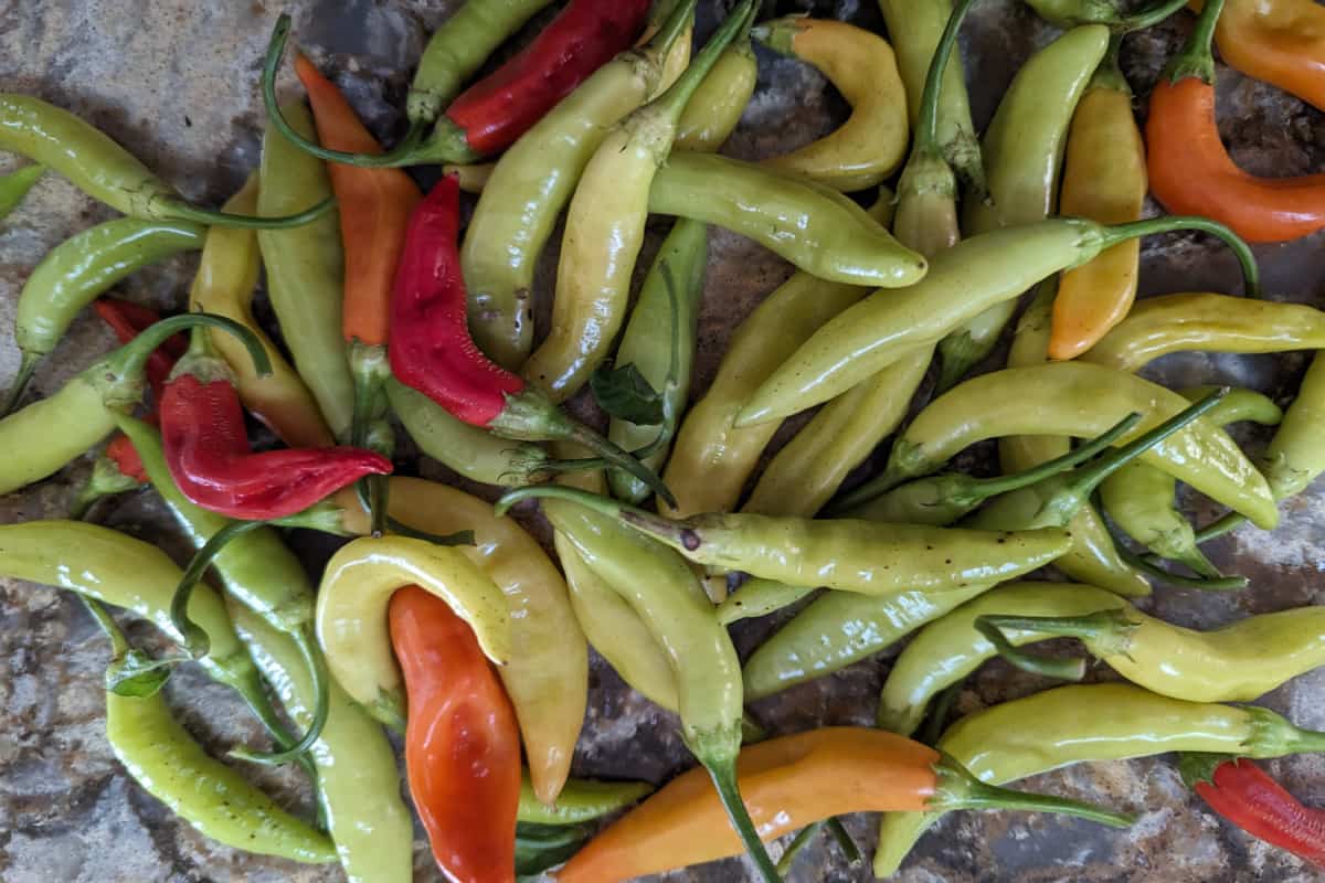 Variedad de Chiles. 