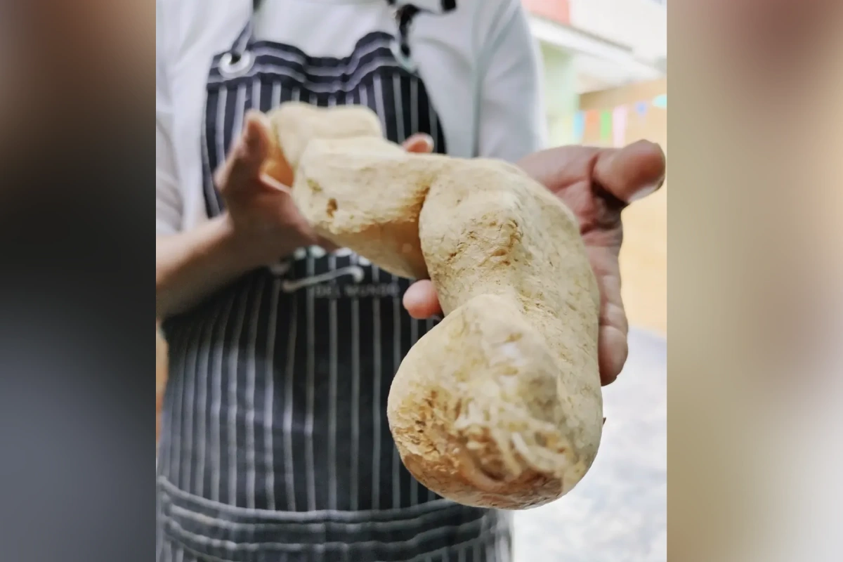 Un cocinero sostiene entre sus manos una raíz de chinchayote.