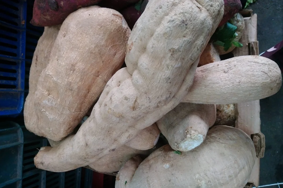 Varias raíces de chinchayote