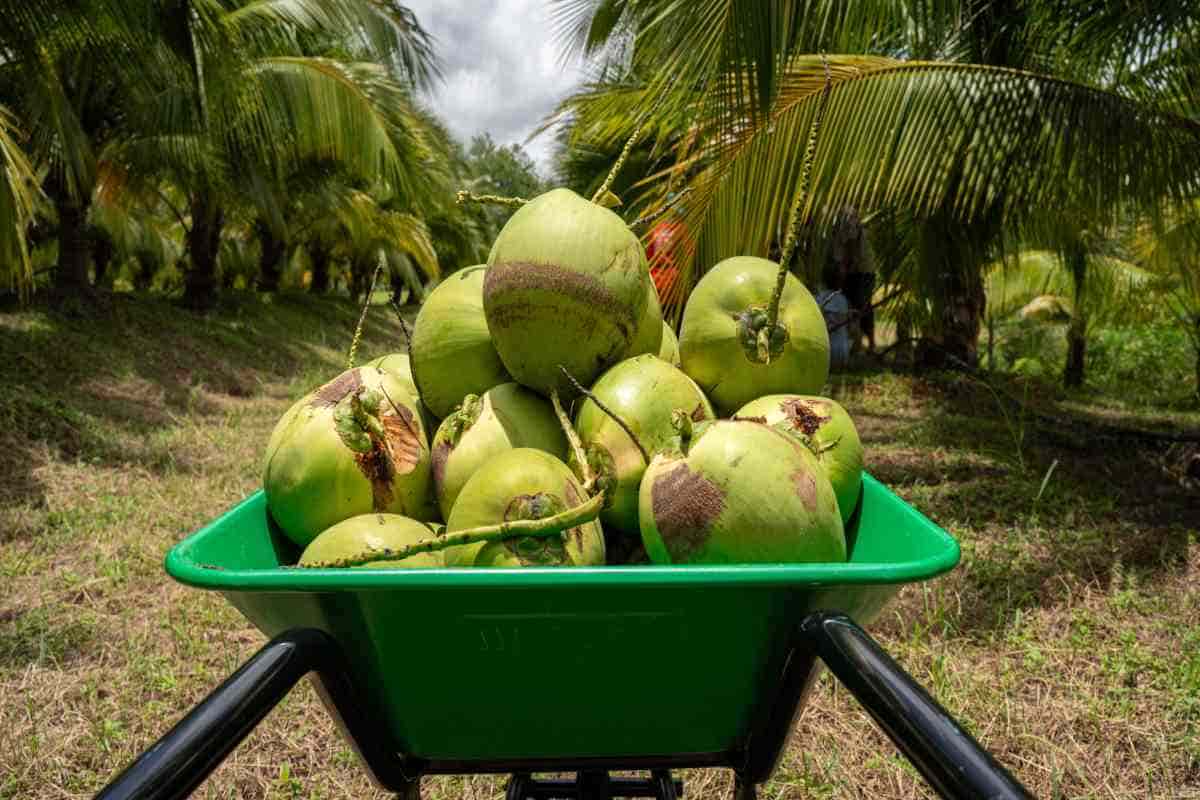 Cocos recién cortados en carretilla.
