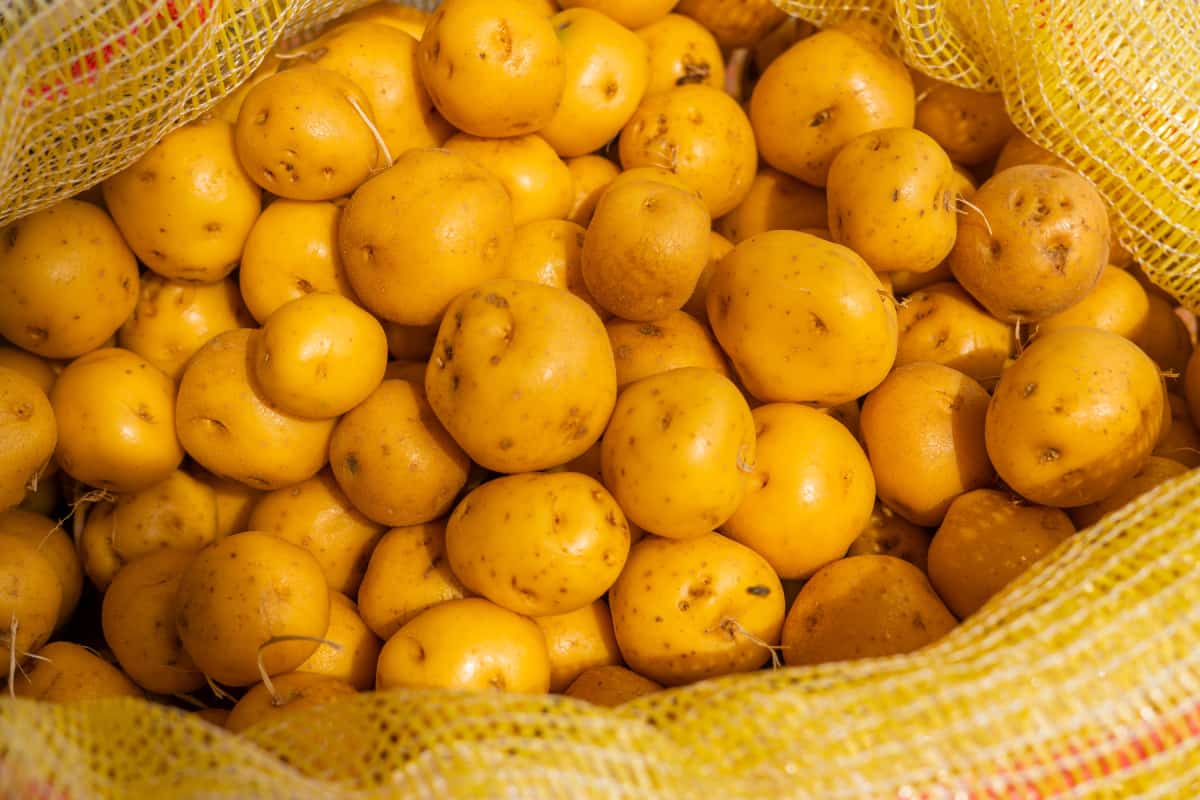 Papas en costal recién cosechadas.