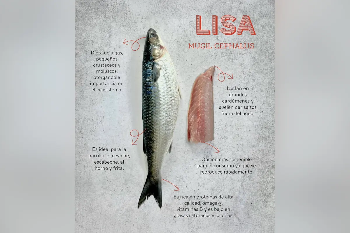 Infografía que revela datos curiosos sobre la lisa, un pescado altamente saludable.