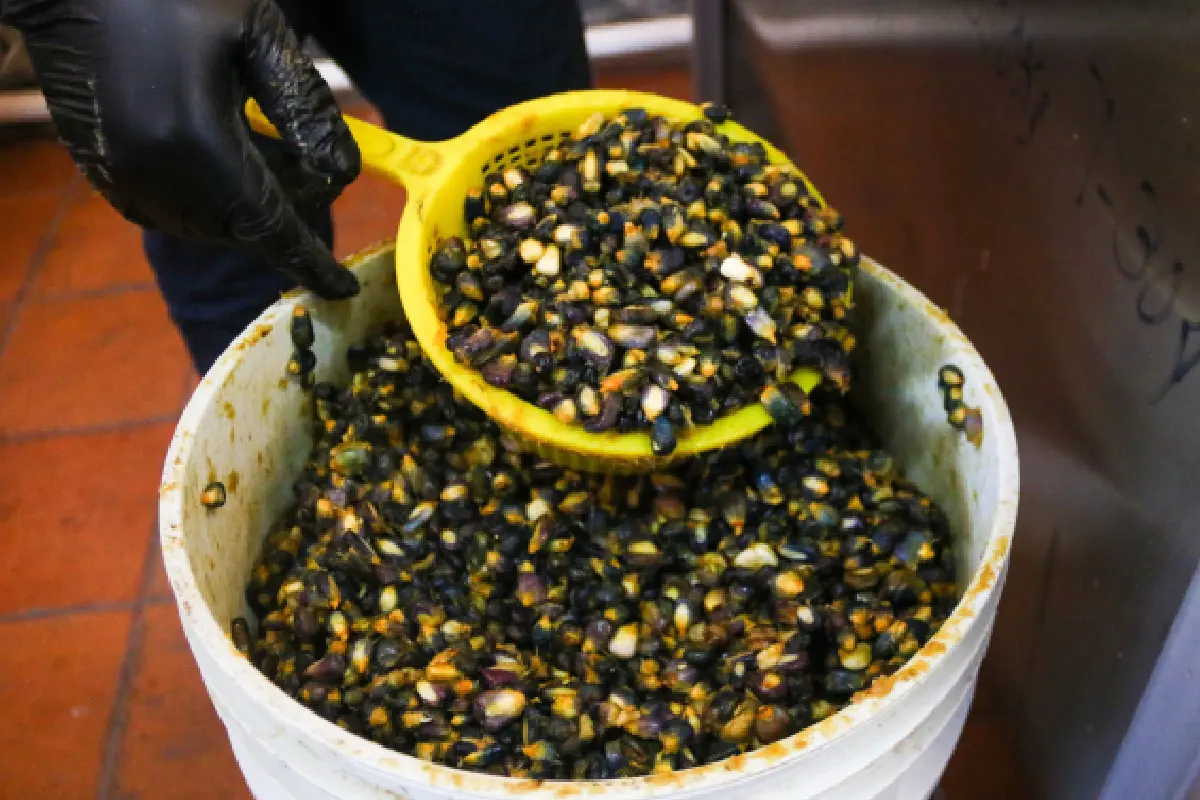 Una mano sostiene una coladera con maíces nativos de la CDMX