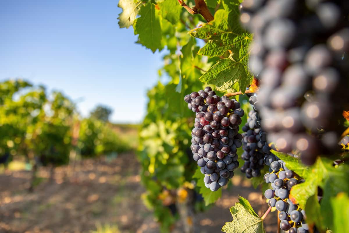 viñedo en México cita romántica